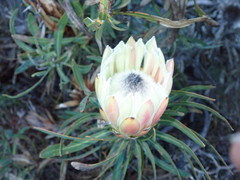 Protea longifolia × repens
