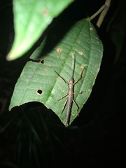 Atratomorpha