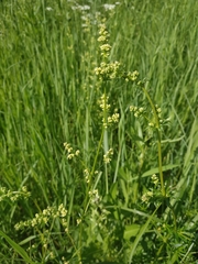 Galium mollugo