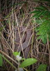 Philodryas nattereri