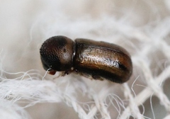 Trypodendron signatum