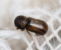 Trypodendron signatum