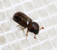 Trypodendron signatum