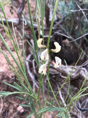 Astragalus ceramicus