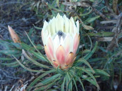 Protea longifolia × repens