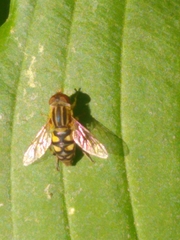 Parhelophilus integer