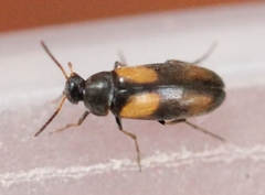 Anaspis fasciata