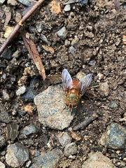 Calliphora ochracea
