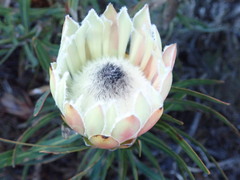 Protea longifolia × repens