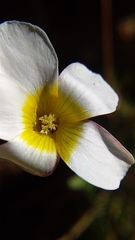 Oxalis capillacea