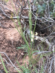 Astragalus ceramicus