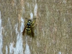 Dolichovespula arenaria