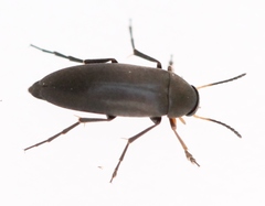 Anaspis frontalis