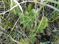 Potentilla pensylvanica
