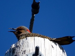 Colaptes auratus luteus