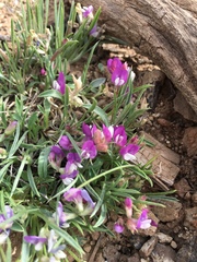 Astragalus spatulatus