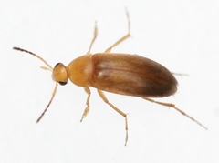 Anaspis lurida