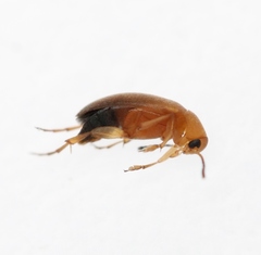 Anaspis lurida