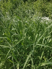 Phalaris arundinacea