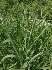 Phalaris arundinacea