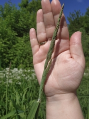 Phalaris arundinacea
