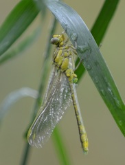 Gomphus simillimus