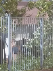 Streptopelia decaocto