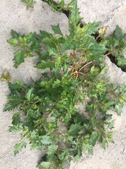 Oxybasis chenopodioides