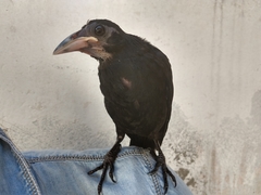 Molothrus oryzivorus