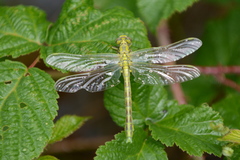 Gomphus simillimus