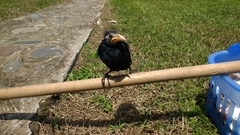 Molothrus oryzivorus