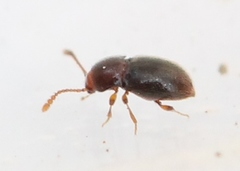 Cephennium