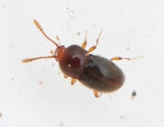 Cephennium