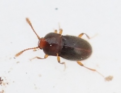 Cephennium