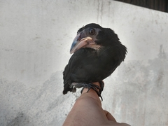 Molothrus oryzivorus