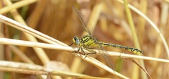 Gomphus simillimus