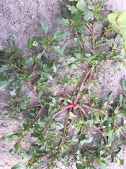 Oxybasis chenopodioides