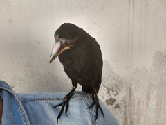 Molothrus oryzivorus
