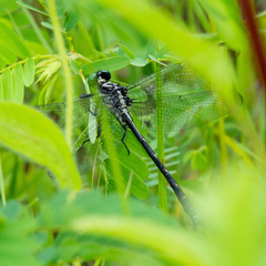 Stenogomphurus rogersi