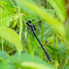 Stenogomphurus rogersi