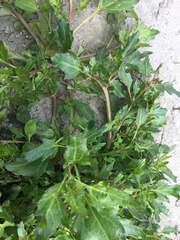 Oxybasis chenopodioides