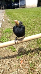 Molothrus oryzivorus