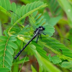 Stenogomphurus rogersi