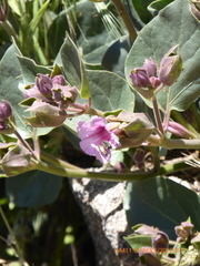 Mirabilis multiflora pubescens