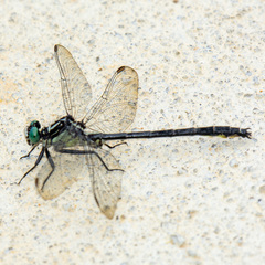 Stenogomphurus rogersi