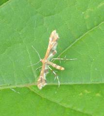 Geina periscelidactylus