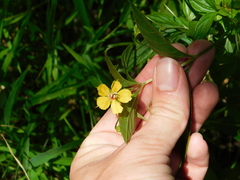 Lysimachia ciliata