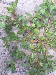 Oxybasis chenopodioides