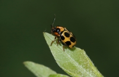 Cryptocephalus decemmaculatus