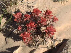 Castilleja scabrida scabrida